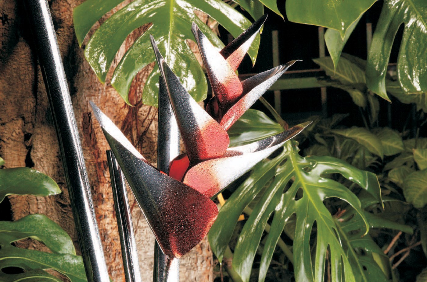 Heliconia