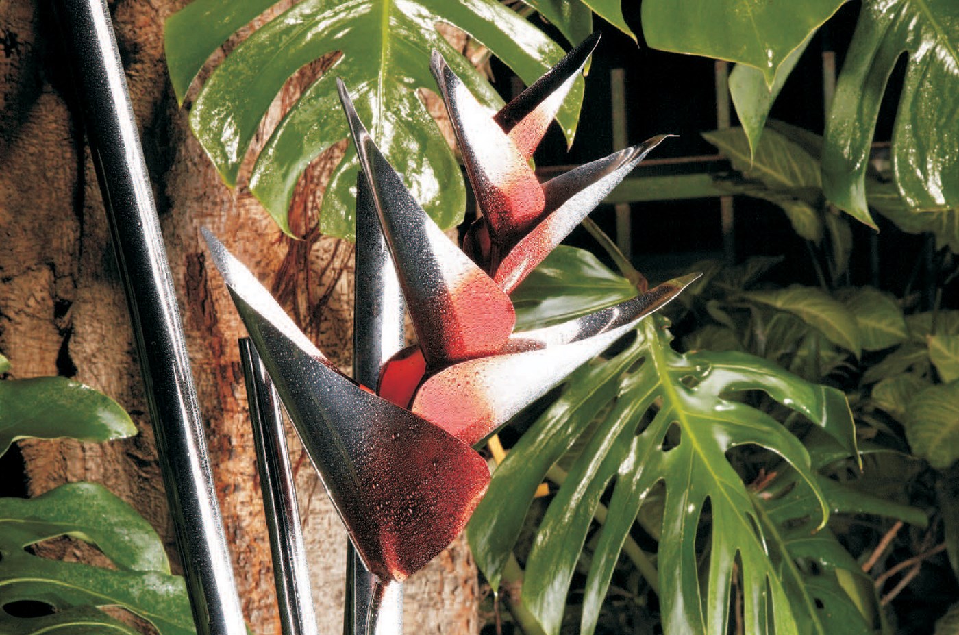 Heliconia