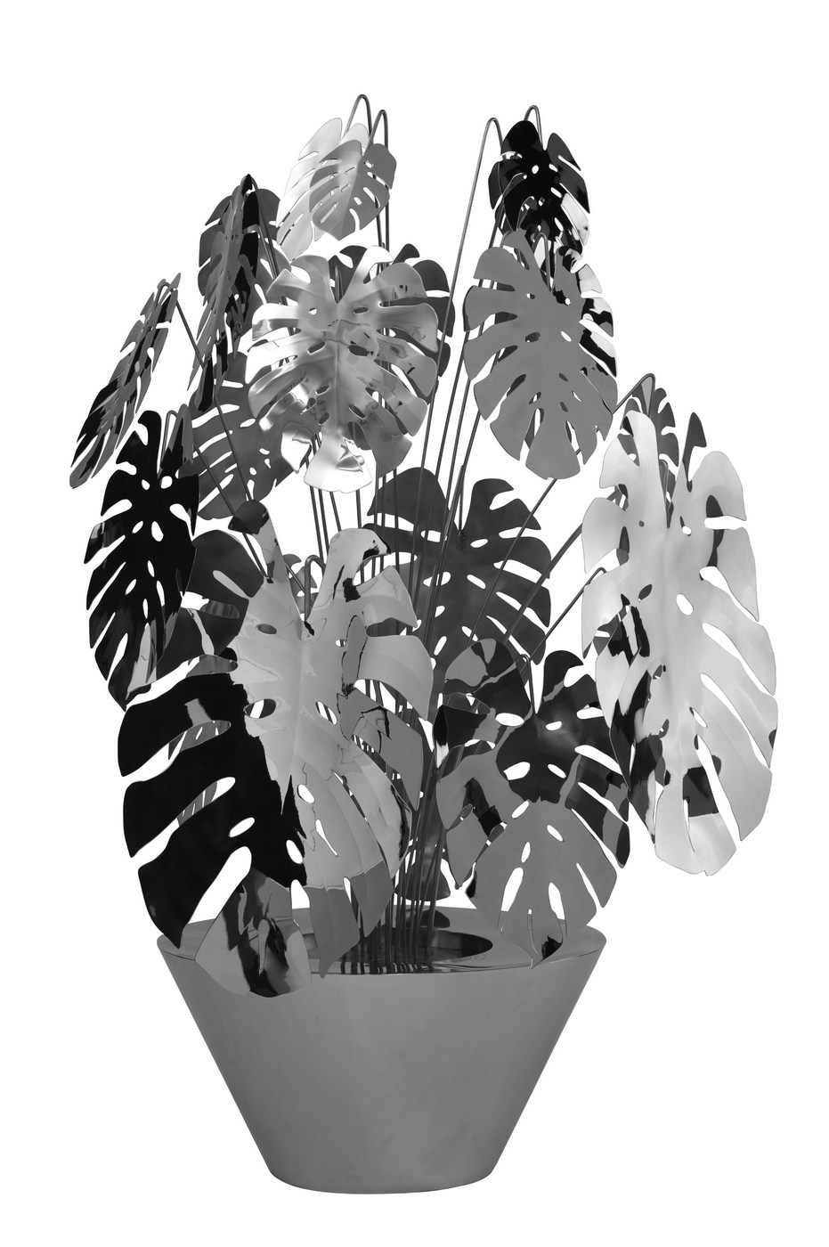 Potted monstera L