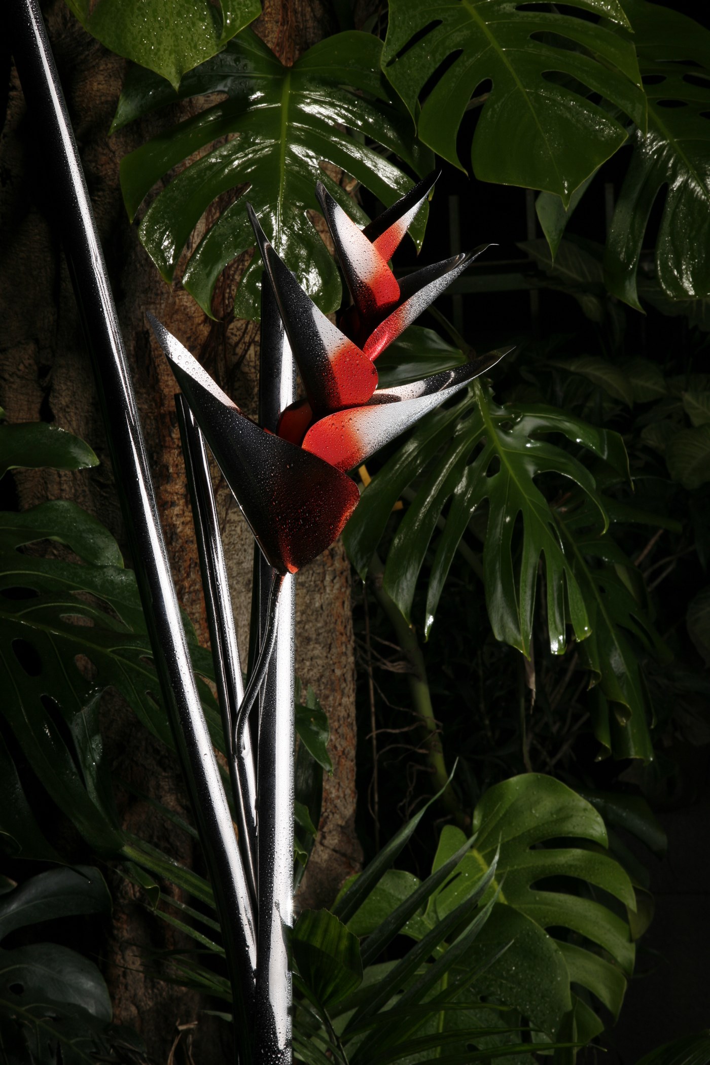 Heliconia