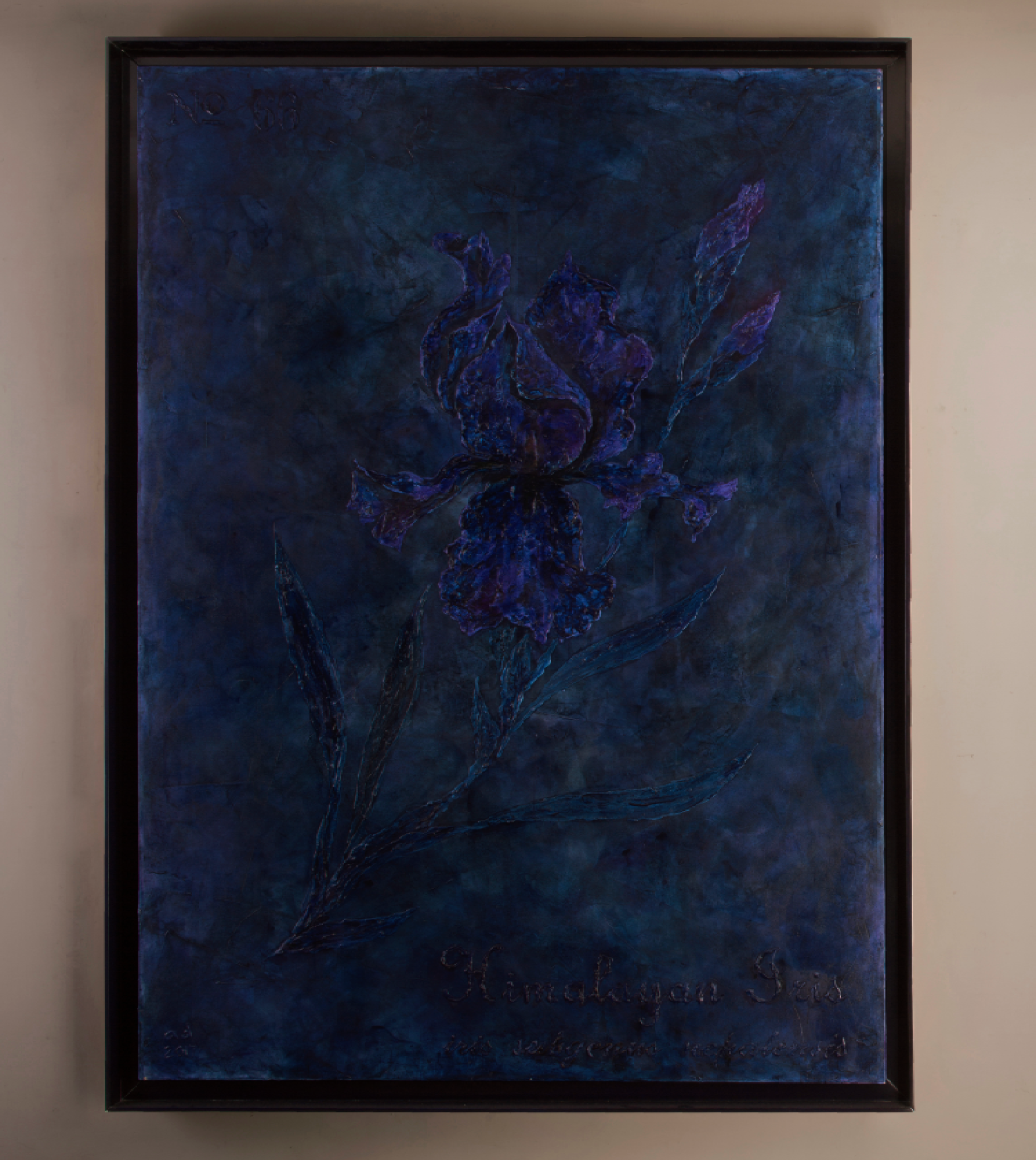 Iris